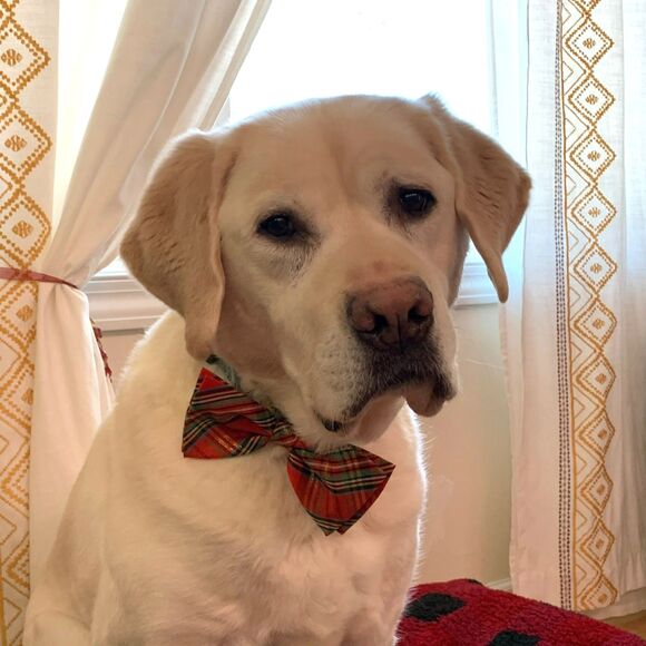 Lot of 4 Dog Bow Ties - Squirrel, Xmas Plaid, Beer, and St Paddy's Sparkles XL - Picture 2 of 5